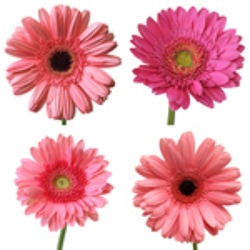 Custom Arrangement - Rafael Davenport Florist - Same Day Flower Delivery - Flower Power 