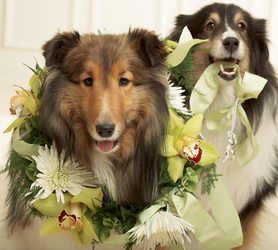Best Dog Collar Flower Power, Florist Davenport FL