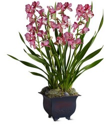 Simply Cymbidium Davenport Florist - Same Day Flower Delivery - Flower Power 