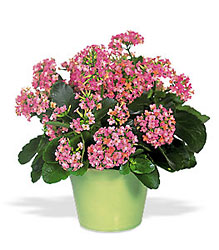 Pink Kalanchoe Davenport Florist - Same Day Flower Delivery - Flower Power 