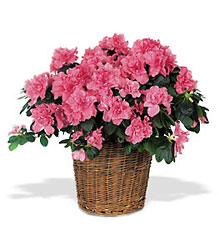 Pink Azalea Davenport Florist - Same Day Flower Delivery - Flower Power 