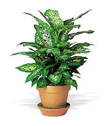 Dieffenbachia Davenport Florist - Same Day Flower Delivery - Flower Power 