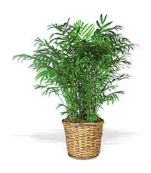 Parlor Palm Davenport Florist - Same Day Flower Delivery - Flower Power 
