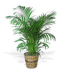Areca Palm Flower Power, Florist Davenport FL