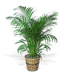 Areca Palm Davenport Florist - Same Day Flower Delivery - Flower Power 
