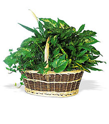 Large Basket Garden Davenport Florist - Same Day Flower Delivery - Flower Power 