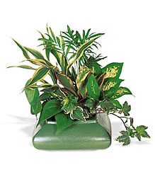 Small Garden Dish Davenport Florist - Same Day Flower Delivery - Flower Power 