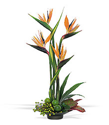 Bird of Paradise Davenport Florist - Same Day Flower Delivery - Flower Power 