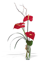 The Simplicty of Anthuriums Davenport Florist - Same Day Flower Delivery - Flower Power 