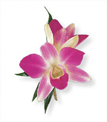 Purple Dendrobium Boutonniere Flower Power, Florist Davenport FL
