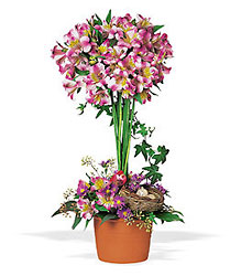 Alstroemeria Topiary Flower Power, Florist Davenport FL