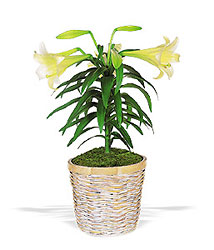 Easter Lily Plant Davenport Florist - Same Day Flower Delivery - Flower Power 